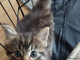 Mixed Breed cats 4 fluffy kittens (ready to go now) - Advert 3