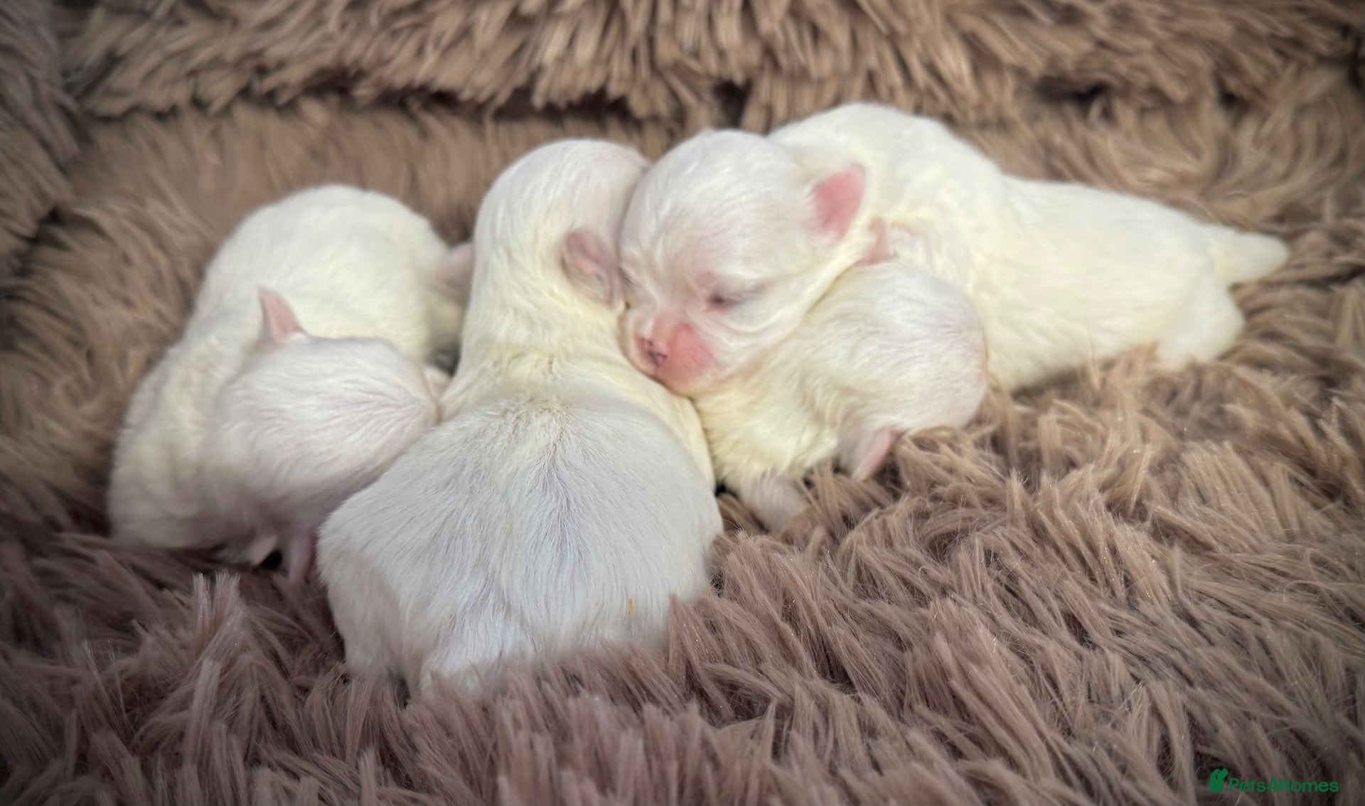 Maltese dogs Korean Maltese  - Advert 1