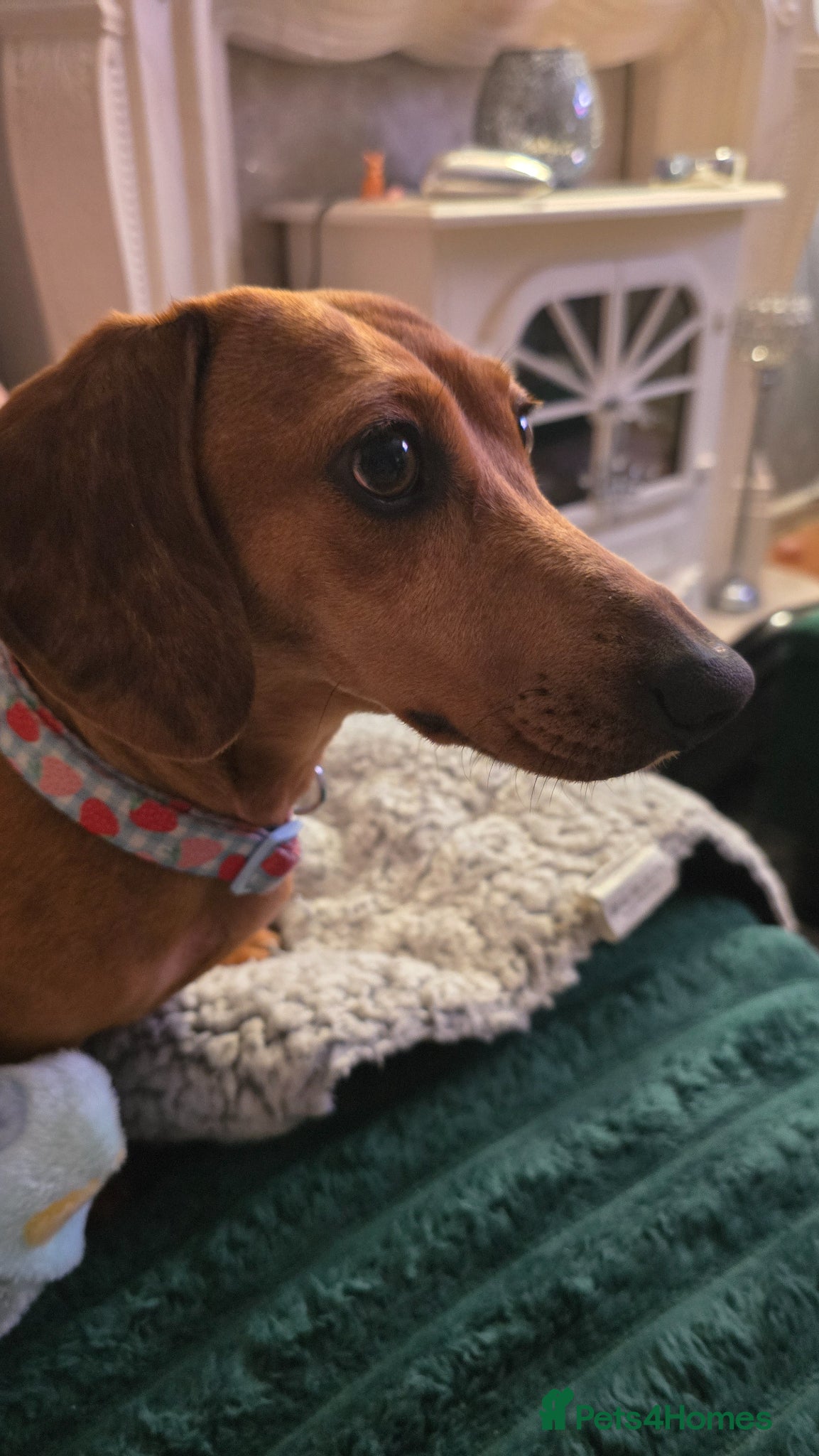 Dachshund dogs Dachshund  - Advert 3