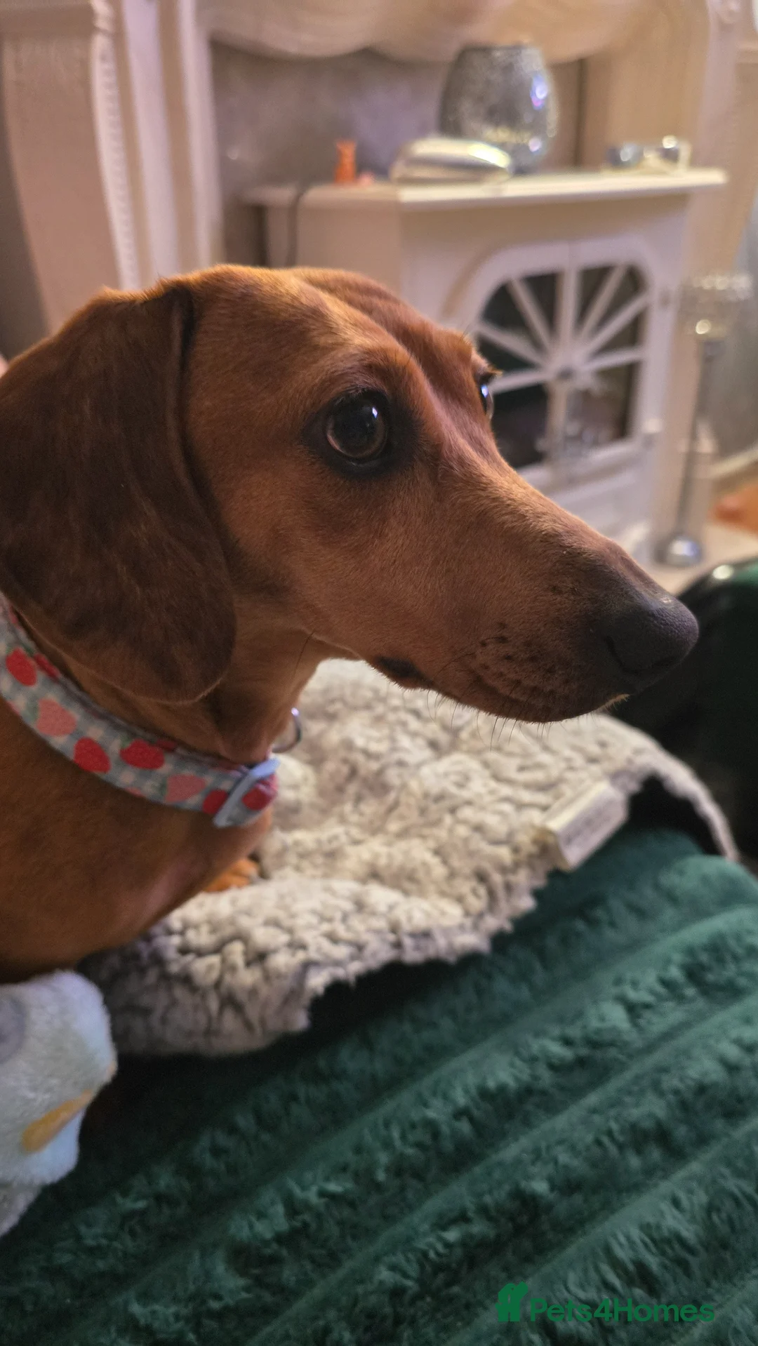 Dachshund dogs for sale: Dachshund  in Pentre - Advert 1