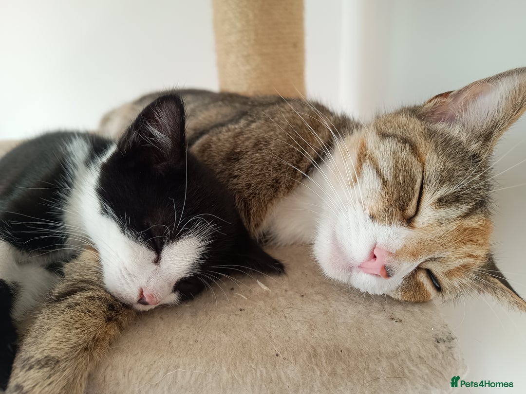 Mixed Breed cats for sale: Tortico female kitten for sale 3 months old - Image 13
