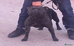 Staffordshire Bull Terrier dogs for sale: True Example Staffordshire bull Terrier Puppies KC - Image 5