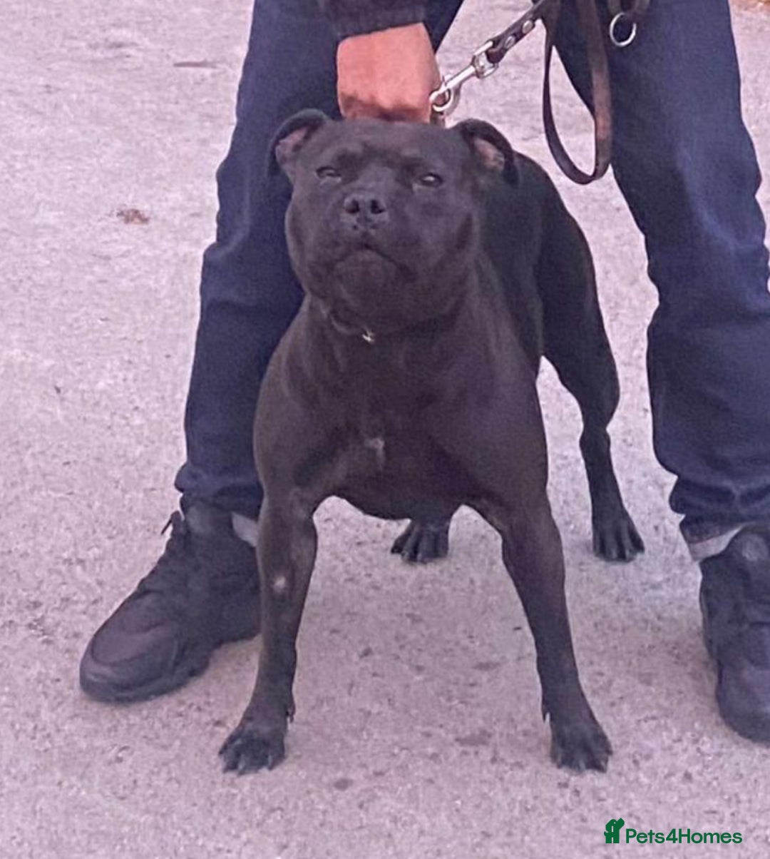 Staffordshire Bull Terrier dogs for sale: True Example Staffordshire bull Terrier Puppies KC - Image 5