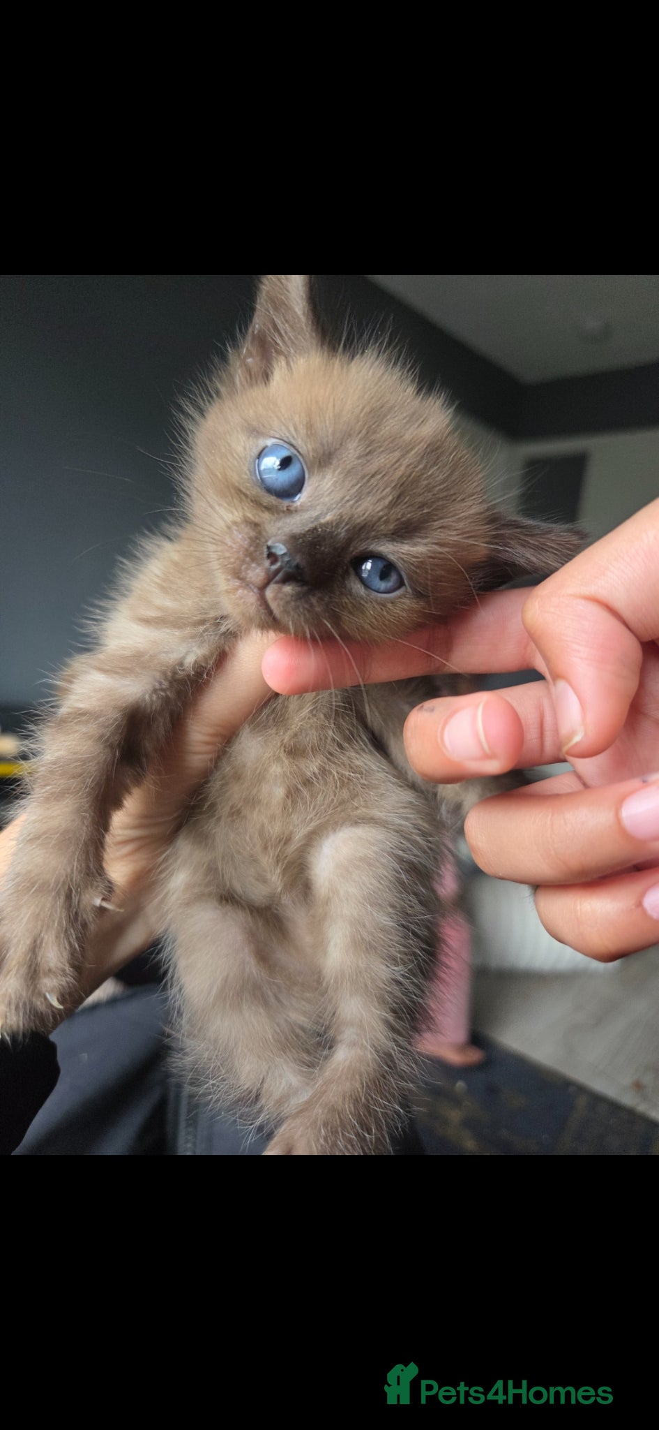 Bengal cats Bengal kitten - Advert 1