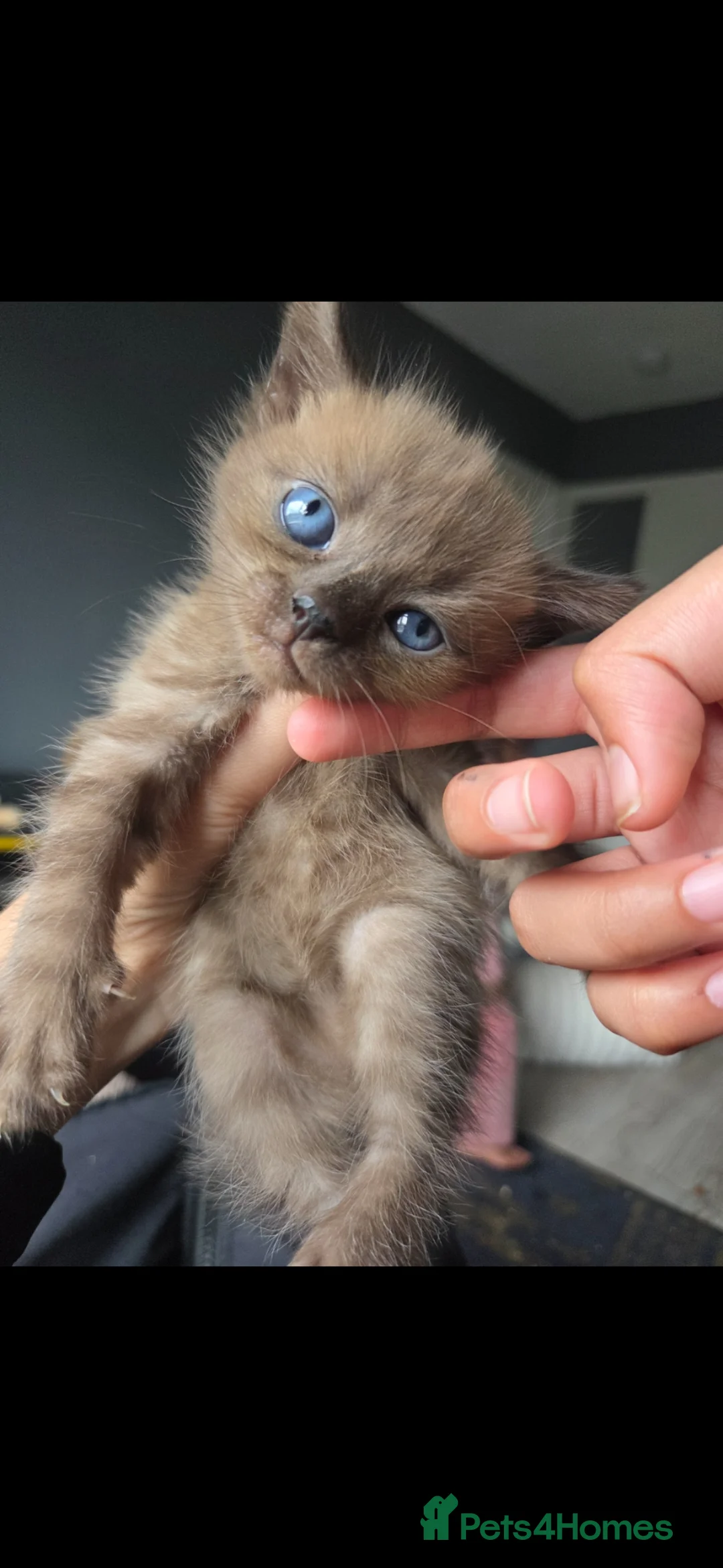 Bengal cats for sale: Bengal kitten - Advert 1