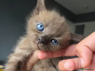 Bengal cats Bengal kitten - Advert 1