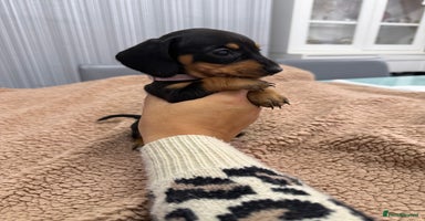 Miniature Dachshund dogs - Advert 4