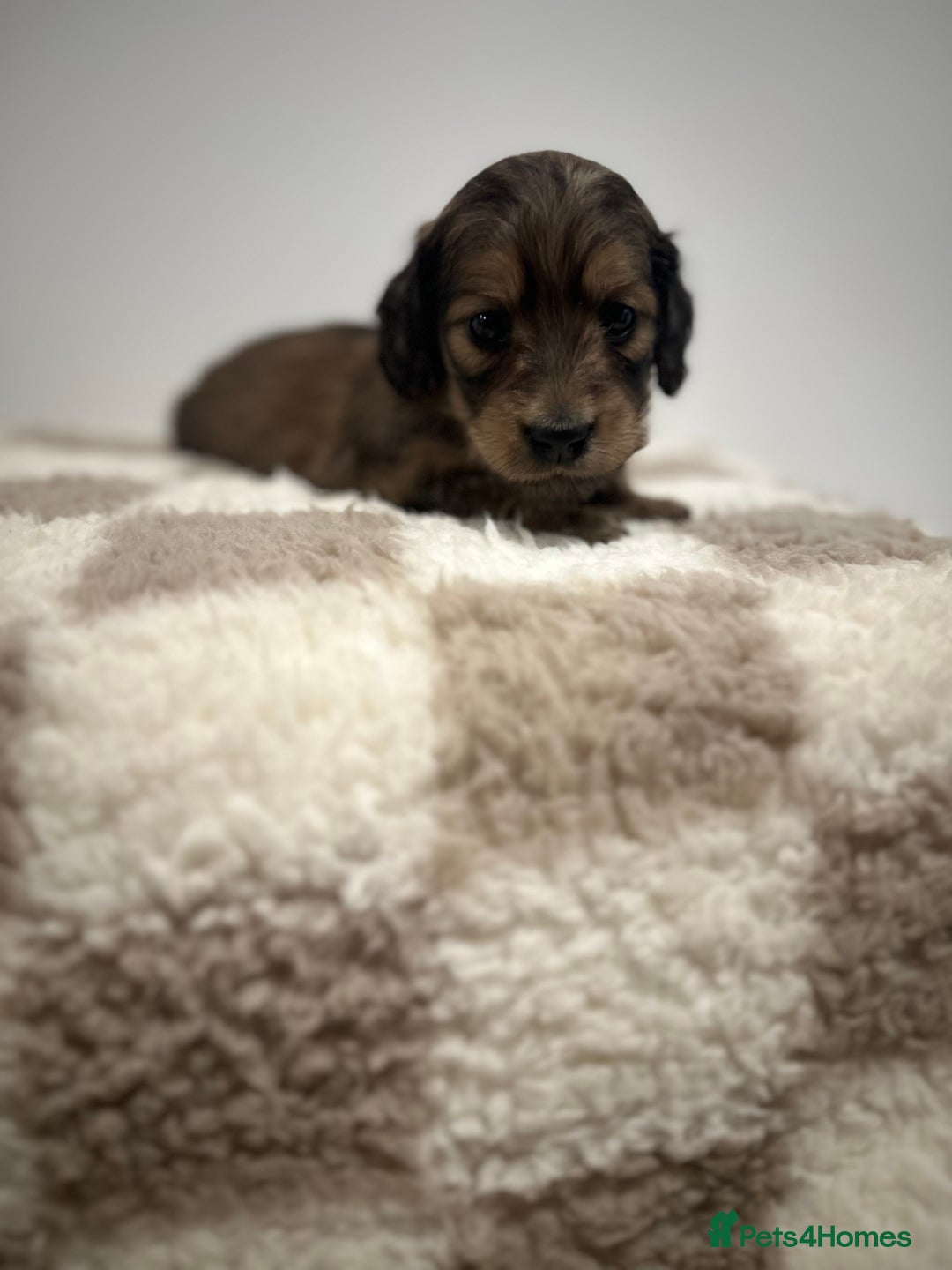 Miniature Dachshund dogs for sale: 5 Beautiful Long Haired Miniature Daschund’s   - Image 5