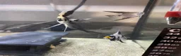 Angelfish fish for sale: Angel fish (California)  - Advert 3