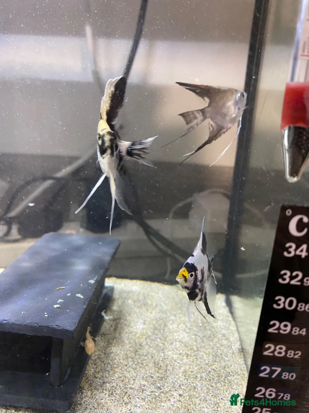 Angelfish fish for sale: Angel fish (California)  - Advert 3