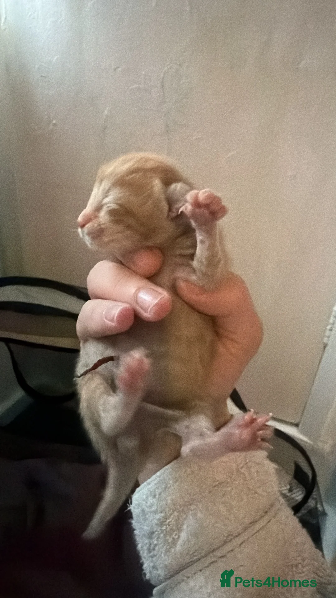 British Shorthair cats for sale: Little ginger male in Salisbury - Advert 2