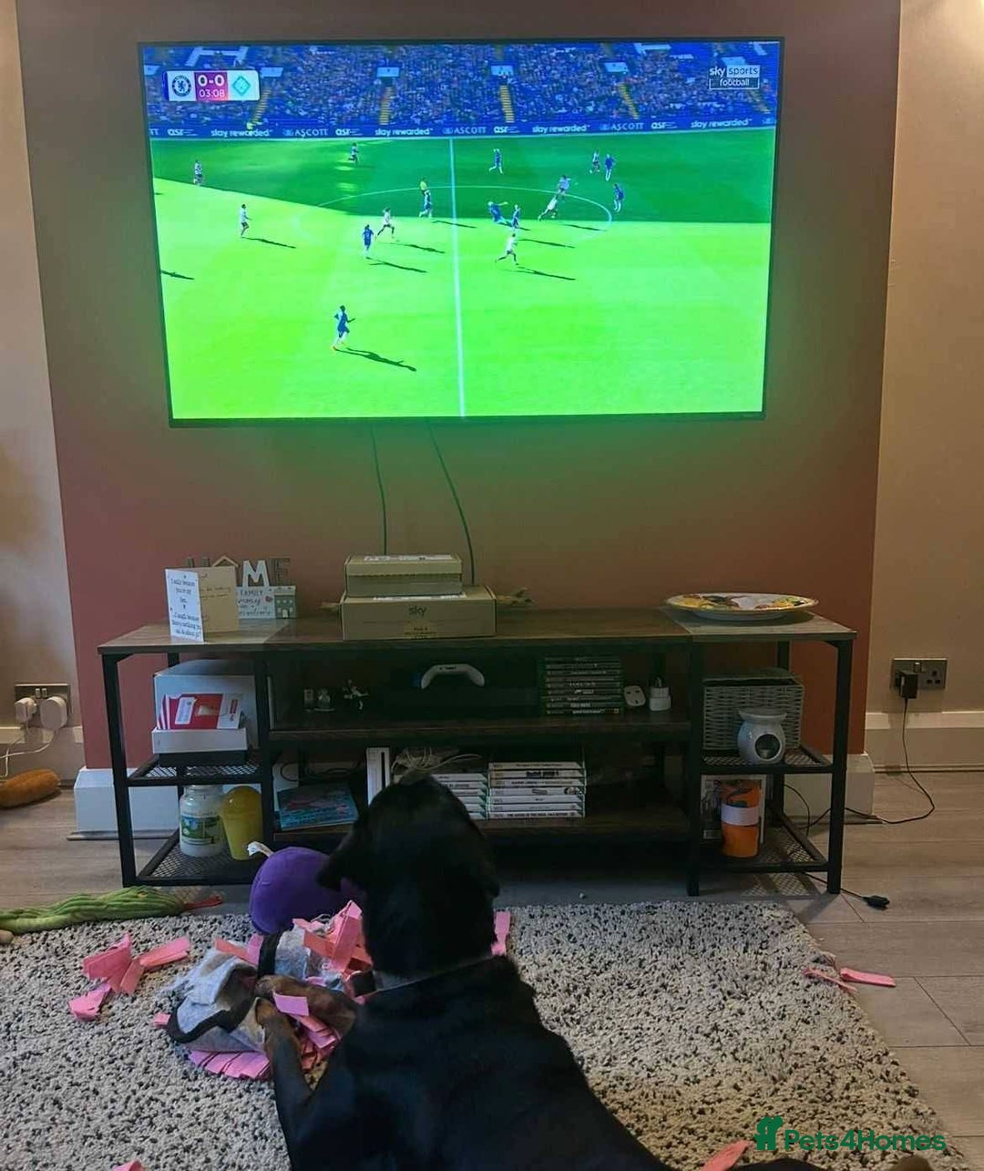 Mixed Breed dogs for adoption: Meet Nova, currently residing in Liverpool  - Advert 9