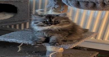 Persian cats - Advert 1