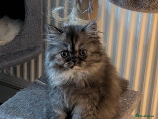 Persian cats - Advert 26