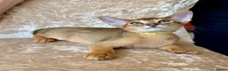 Abyssinian cats for sale: Beautiful abyssinian kittens - Advert 22