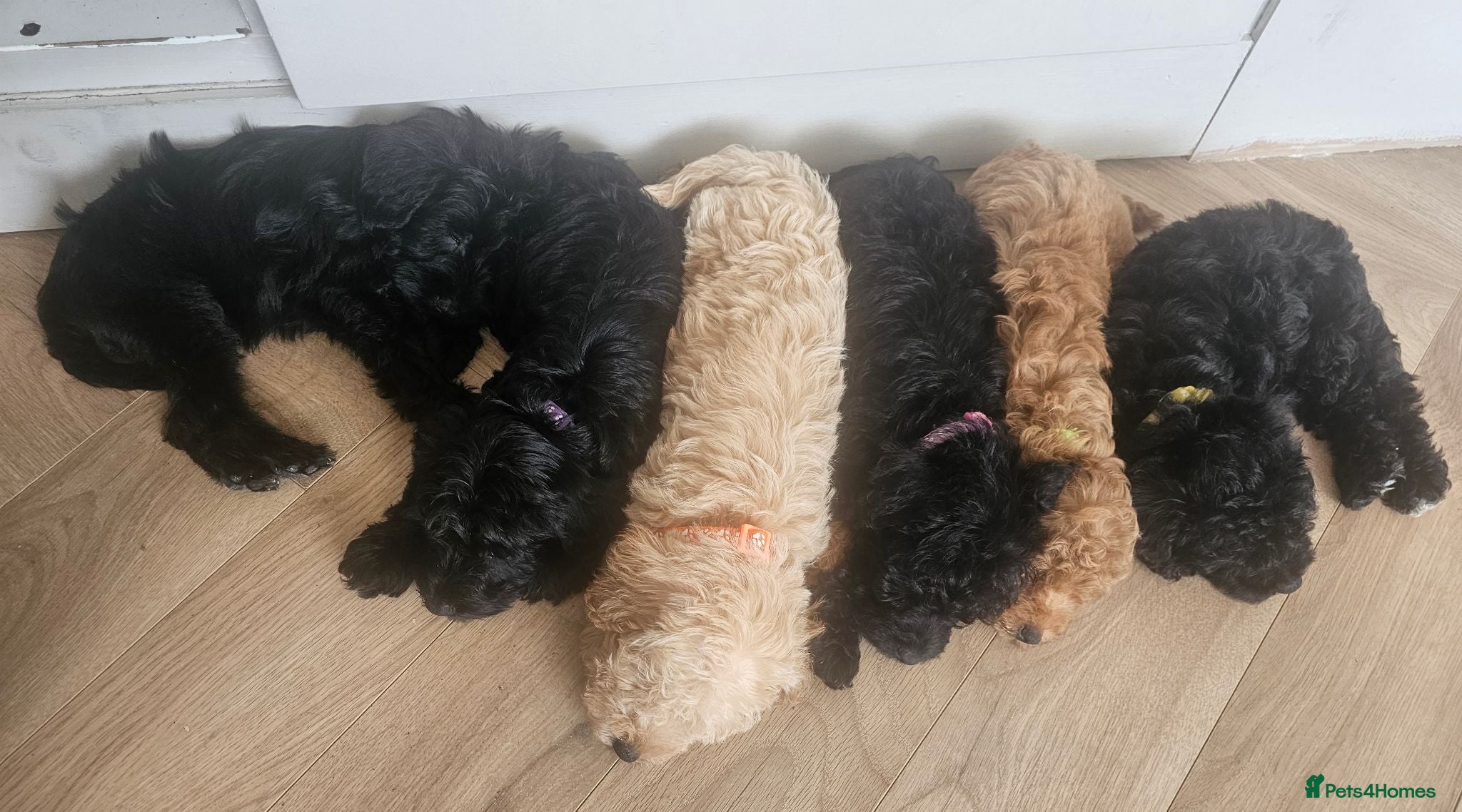 Schnoodle dogs 🐶 F2 Schnoodles looking for their loving Homes 🐶 - Advert 2