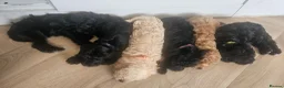 Schnoodle dogs for sale: 🐶 F2 Schnoodles READY NOW for their new Homes 🐶 - Advert 3