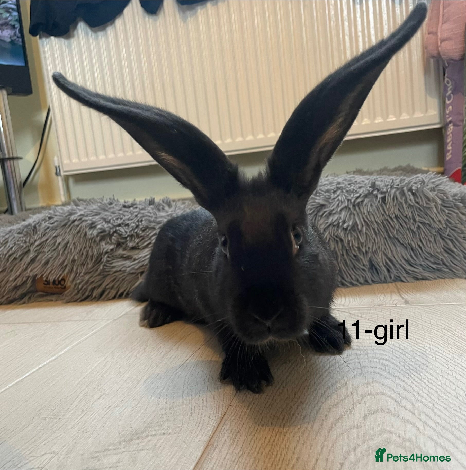 Continental Giant rabbits Beautiful pure bred continental giants - Advert 1