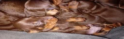 Miniature Dachshund dogs for sale: KC Miniature Dachshund Puppies for sale - Advert 13