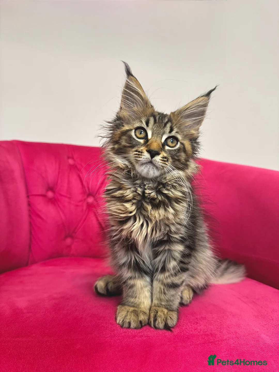 Maine Coon cats for sale: MaineCoon Kittens 🏆20+Gen🧬 Outstadning Pedigree - Advert 12