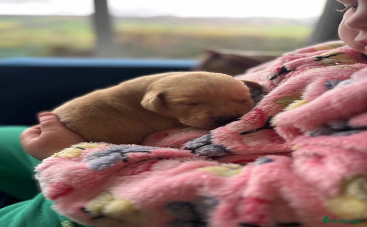 Labrador Retriever dogs - Advert 4