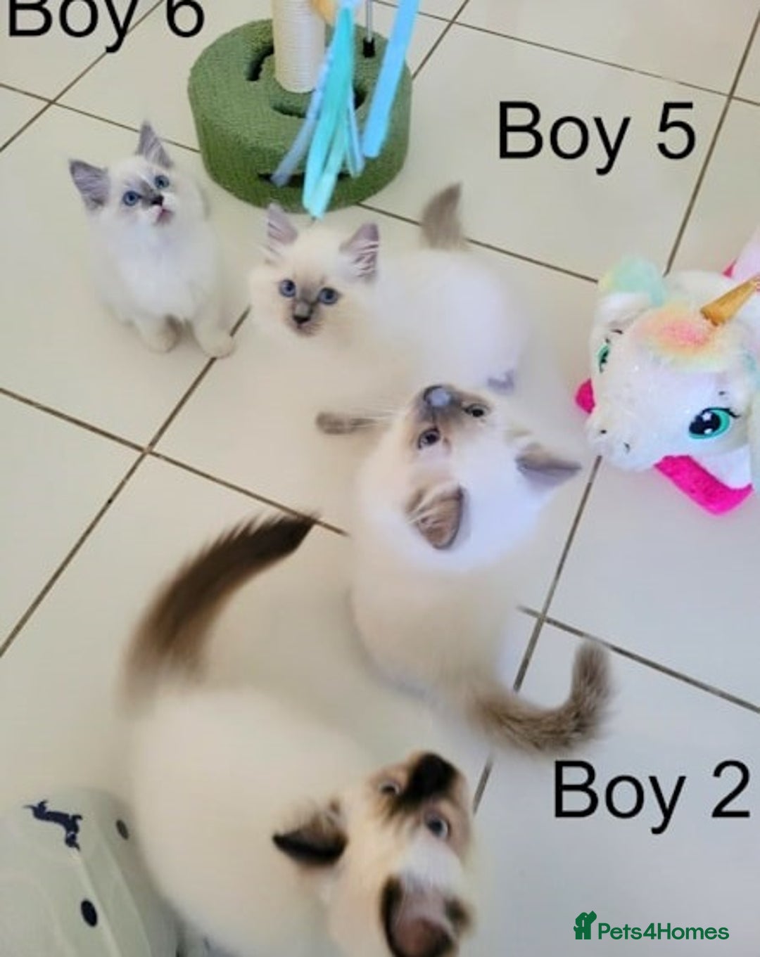 Ragdoll cats for sale: Nicest top reg Ragdoll kittens up for sale - Image 4