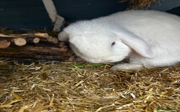 Dwarf Lop rabbits for sale: 2 Lop Rabbits  - Image 4