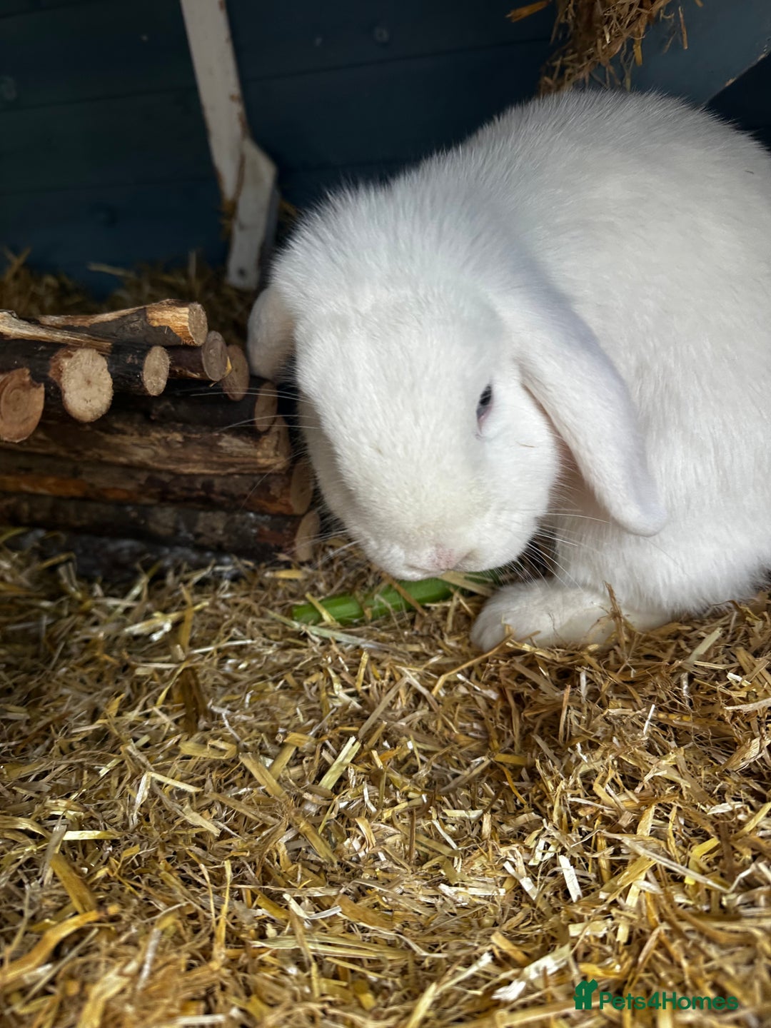 Dwarf Lop rabbits for sale: 2 Lop Rabbits  - Image 4