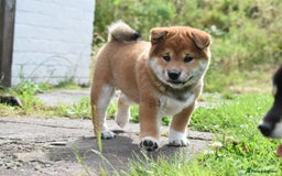 Japanese Shiba Inu dogs for sale: 🏆 Bloodline health tested Shiba Inu Puppies  in Ammanford - Image 12