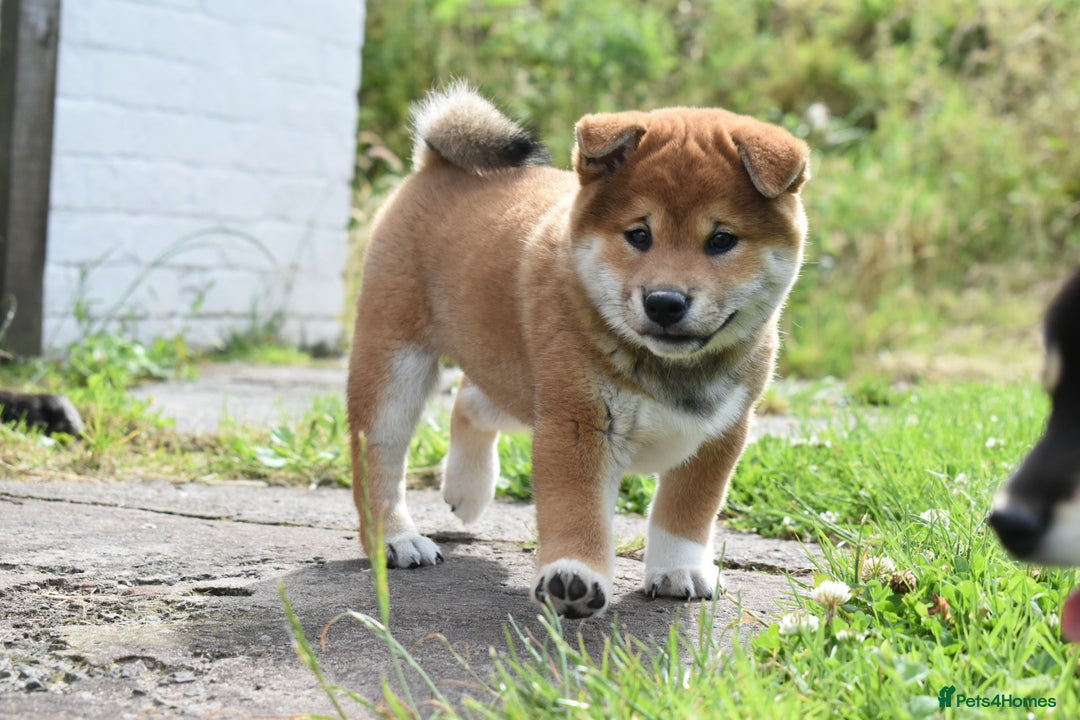 Japanese Shiba Inu dogs for sale: 🏆 Bloodline health tested Shiba Inu Puppies  in Ammanford - Image 12
