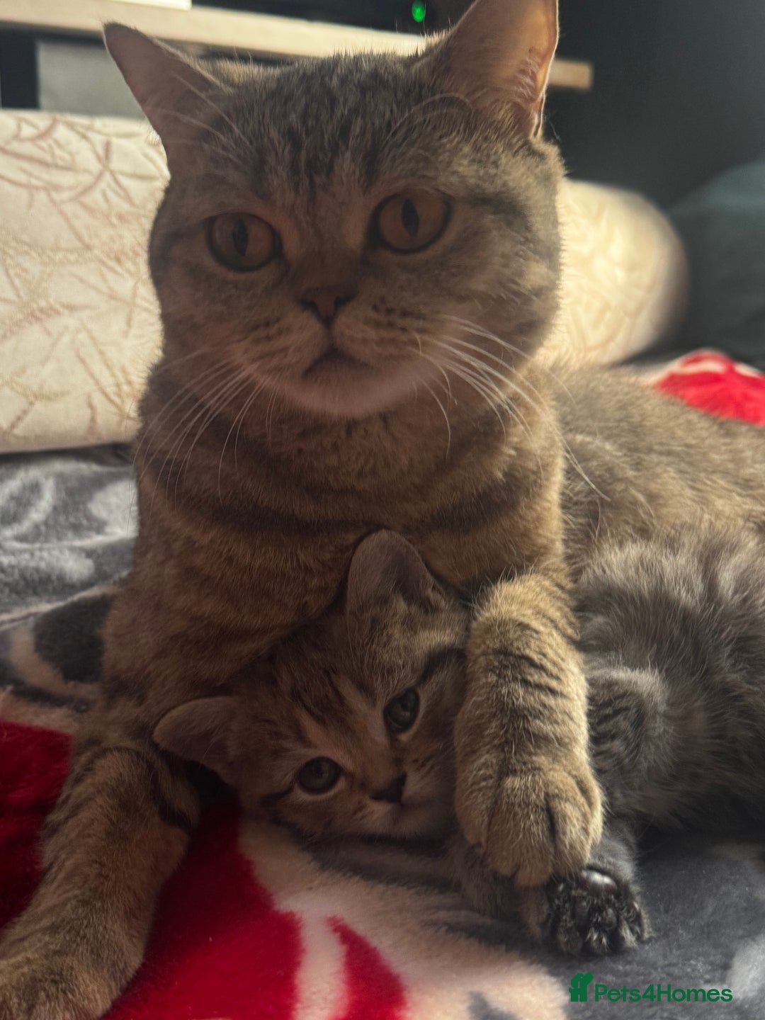 British Shorthair cats for sale: Cutest Tabby British Short Haired Kittens  - Image 17