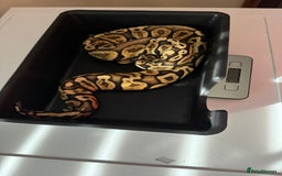 Python Snake reptiles for sale: 6 ball pythons & 8 vivariums for sale - Image 2