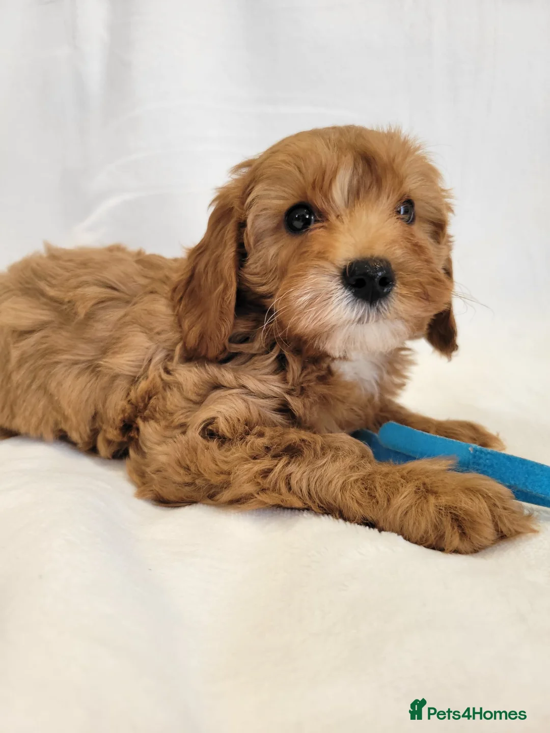 Cavapoo dogs for sale: Fox red stunning cavapoo puppies  - Advert 40
