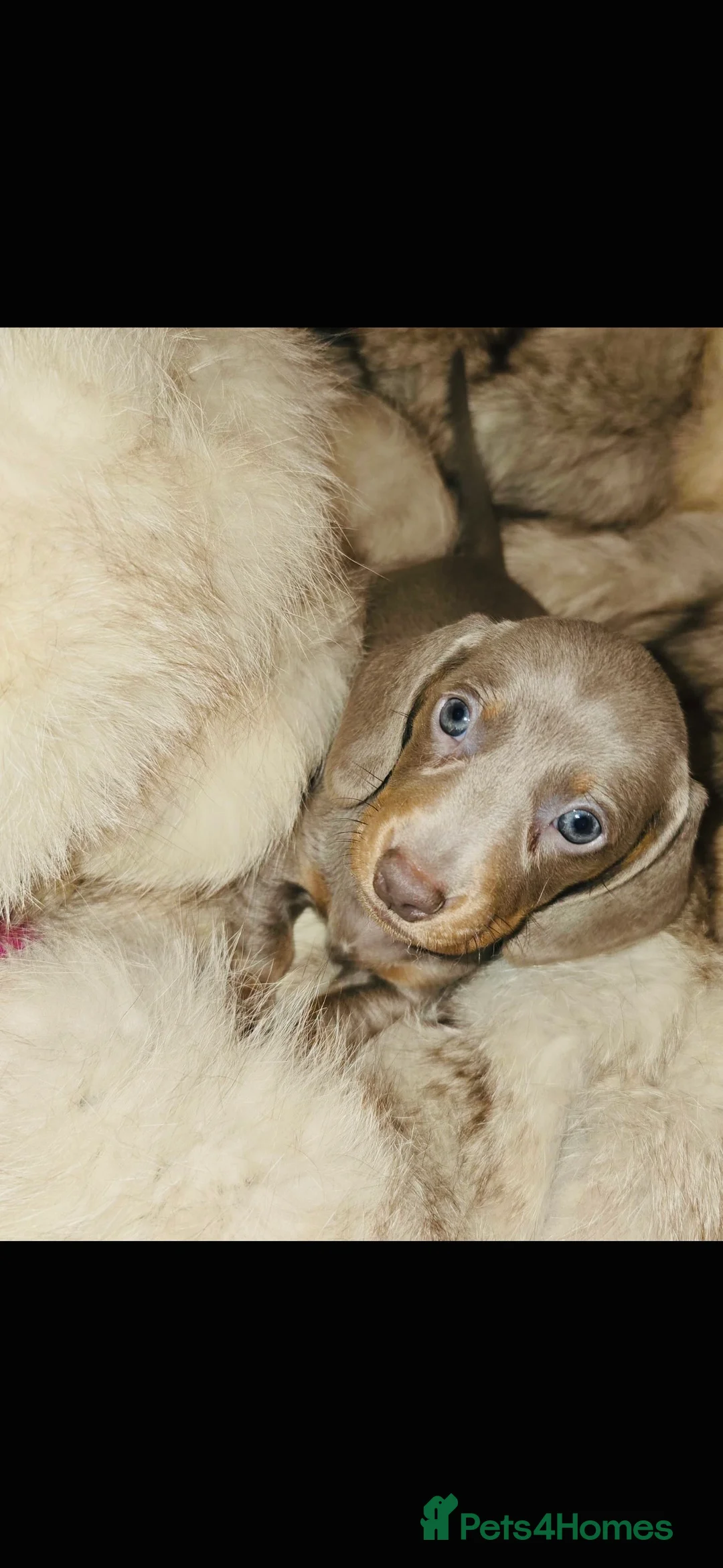 Miniature Dachshund dogs for sale: KC Miniature Dachshunds 2 Girls Left in Egham - Advert 6