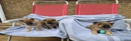 Japanese Shiba Inu dogs for sale: Last Lovely Shiba Inu Puppy, Ready for home now! - Advert 12