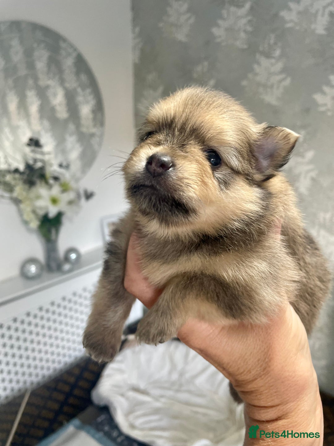 Pomeranian dogs for sale: 3 stunning girls  - Image 5