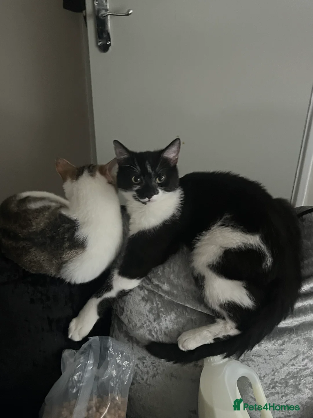Mixed Breed cats for sale: Young black and white cat - Advert 1