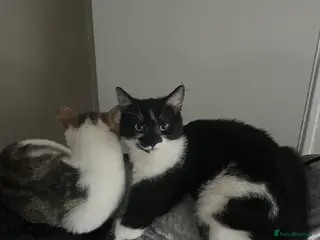 Mixed Breed cats Young black and white cat - Advert 1