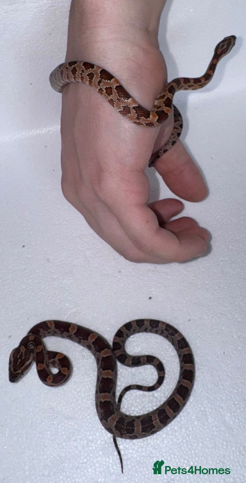Corn Snake reptiles Baby Corn Snakes 🐍  - Advert 1