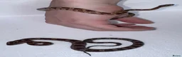 Corn Snake reptiles for sale: Baby Corn Snakes 🐍  - Advert 1