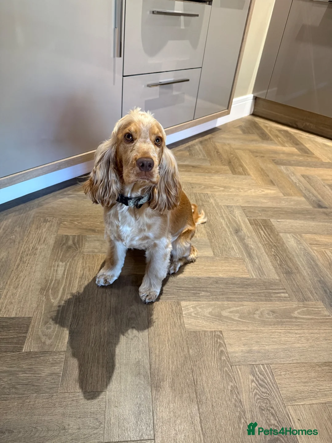 Cocker Spaniel dogs for sale: Looking for a new home - Winnie - Advert 1