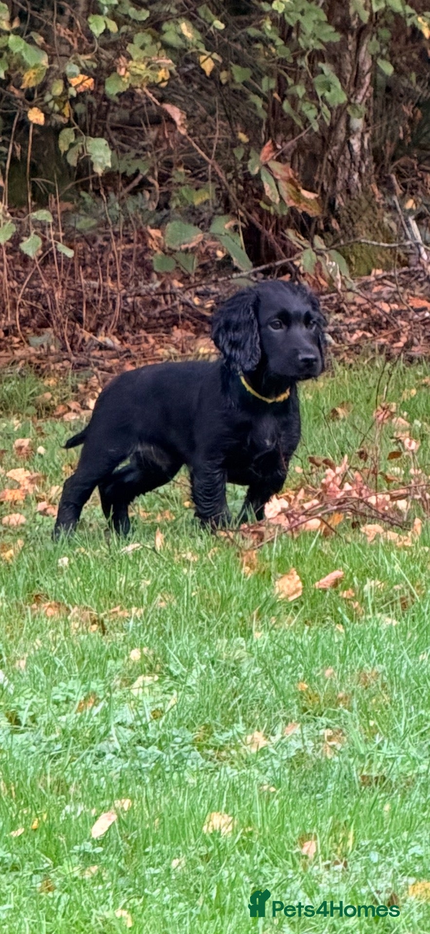 Cocker Spaniel dogs KC registered FTCh lines Cocker Spaniel puppies  - Advert 1