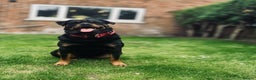 Rottweiler dogs for sale: 🐾🐶PUREBRED ROTTWEILER PUPPIES–DEPOSITS OPEN 🐶🐾 - Advert 1