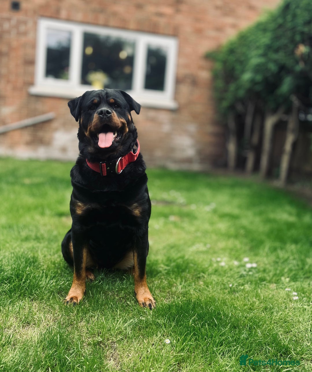 Rottweiler dogs for sale: 🐾🐶PUREBRED ROTTWEILER PUPPIES–DEPOSITS OPEN 🐶🐾 - Advert 1