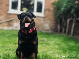Rottweiler dogs 🐾🐶PUREBRED ROTTWEILER PUPPIES–DEPOSITS OPEN 🐶🐾 - Advert 1