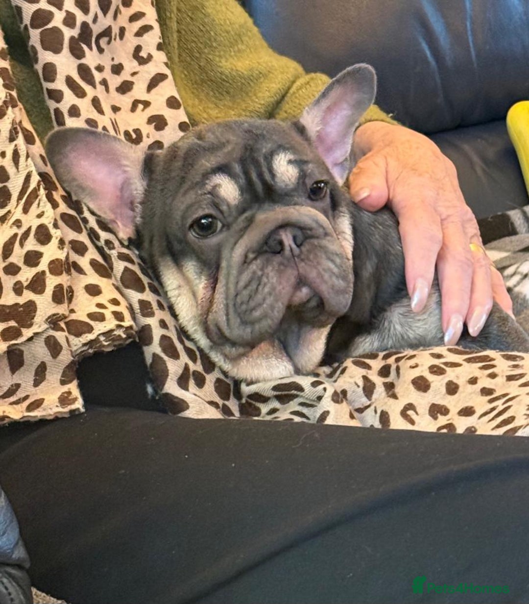 French Bulldog dogs for sale: BEAUTIFUL BIG  **  VELVET GIRL 🥰 - Advert 1