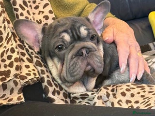 French Bulldog dogs BEAUTIFUL BIG ** VELVET GIRL 🥰 - Advert 2