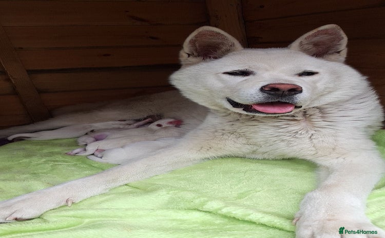Akita dogs - Advert 1