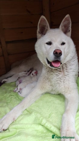 Akita dogs - Advert 2