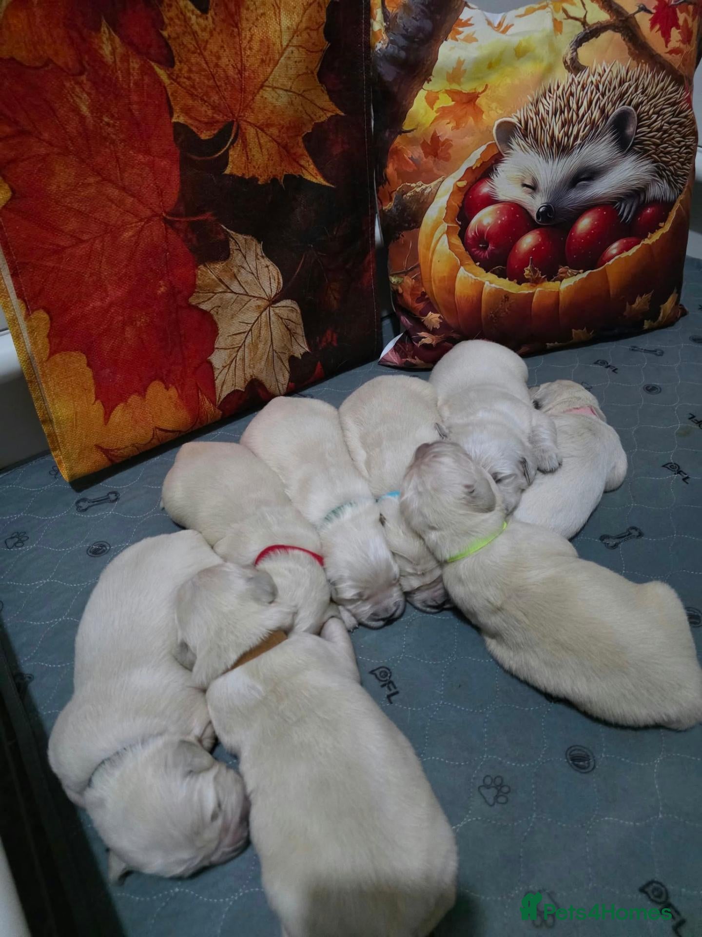 Golden Retriever dogs for sale: Gorgeous KC Registered Golden Retriever Puppies - Advert 1